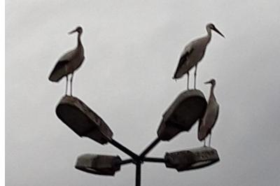 Cigogne blanche