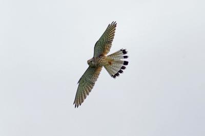 Faucon crécerelle