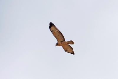 Buse variable