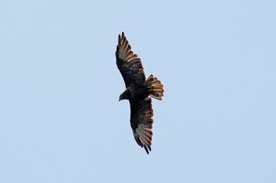 Buse variable