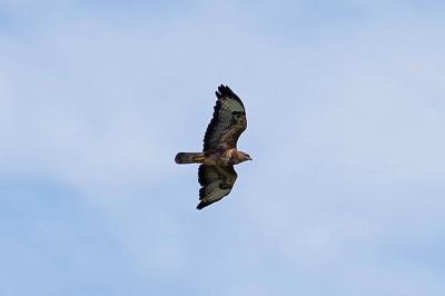 Buse variable