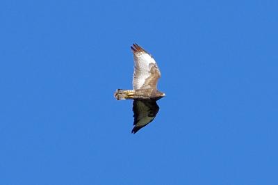 Buse variable