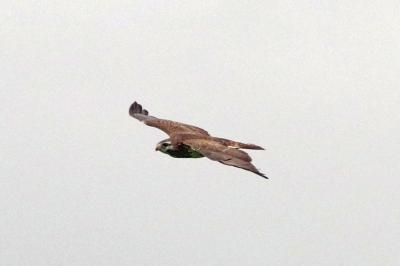 Buse variable