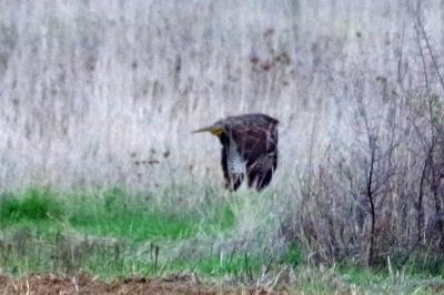 Buse variable