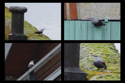 Tichodrome échelette