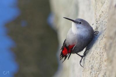 Tichodrome échelette