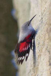 Tichodrome échelette