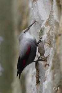 Tichodrome échelette