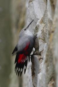 Tichodrome échelette