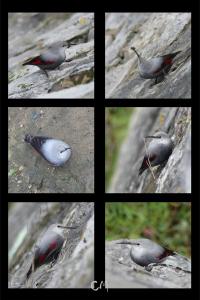 Tichodrome échelette