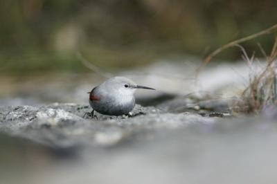 Tichodrome échelette