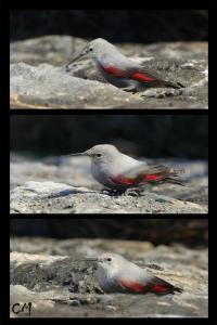 Tichodrome échelette