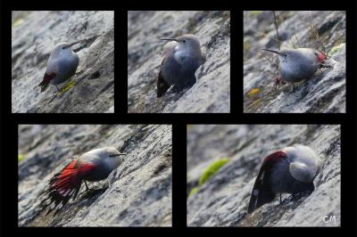 Tichodrome échelette