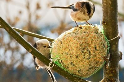 Mésange à longue queue