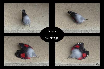 Tichodrome échelette