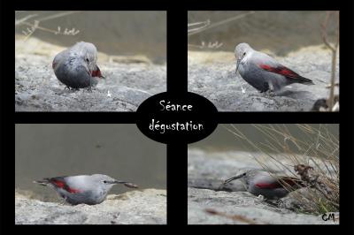 Tichodrome échelette