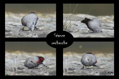 Tichodrome échelette