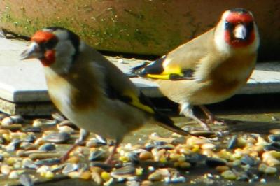 Chardonneret élégant