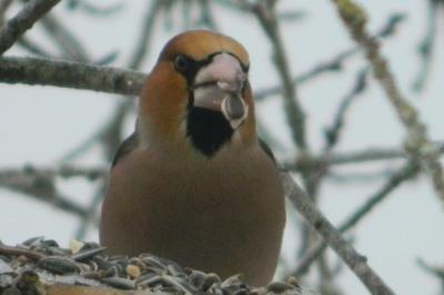 Grosbec casse-noyaux