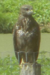 Buse variable