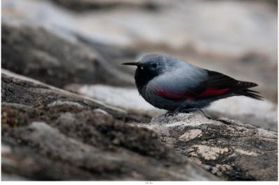 Tichodrome échelette