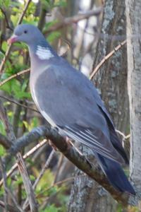 Pigeon ramier