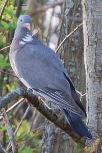 Pigeon ramier