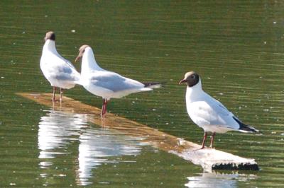 Mouette rieuse