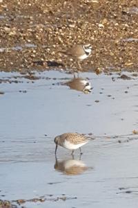 Bécasseau variable
