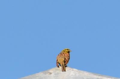 Bruant jaune
