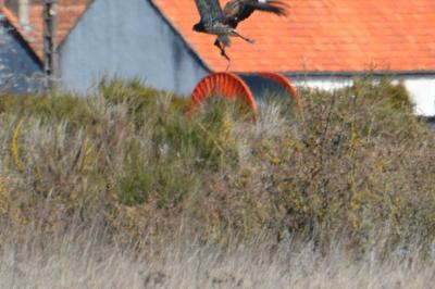 Balbuzard pêcheur