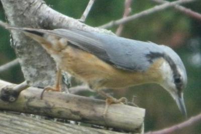Sitta europaea