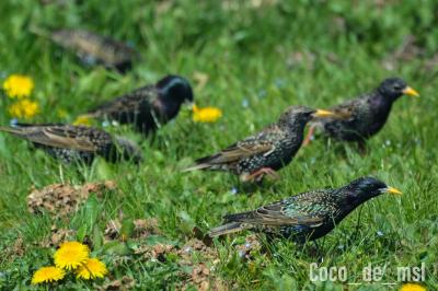 Sturnus vulgaris