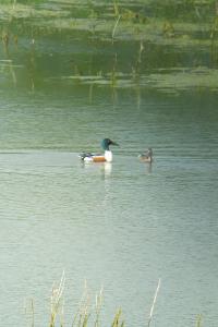 Canard souchet