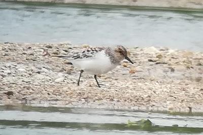 Bécasseau sanderling