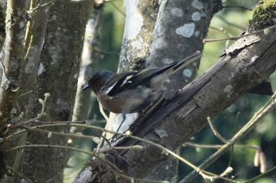 Pinson des arbres
