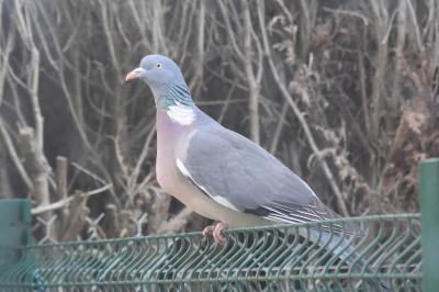 Pigeon ramier