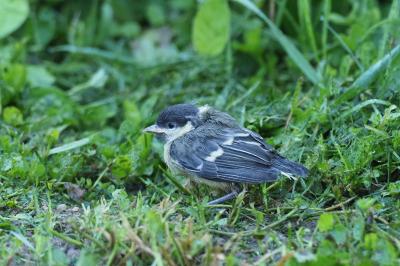 Parus major