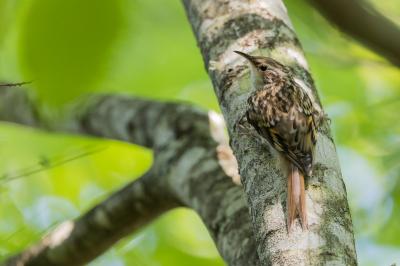 Certhia brachydactyla