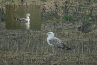 Larus cachinnans