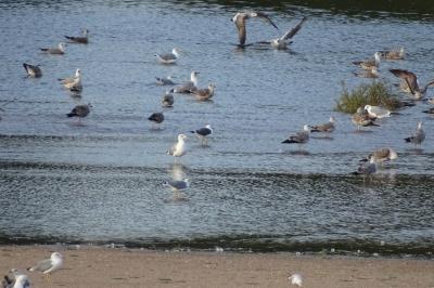 Larus fuscus
