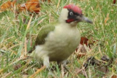 Picus viridis