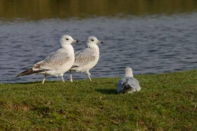 Larus canus