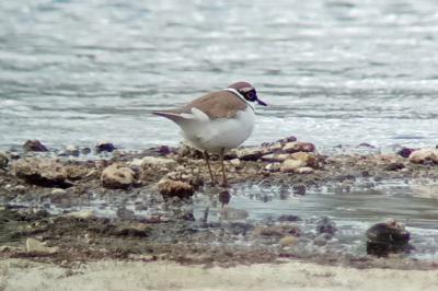 Charadrius dubius