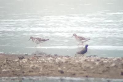 Calidris pugnax