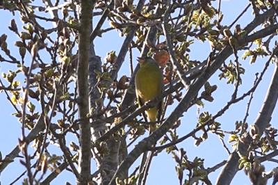 Chloris chloris