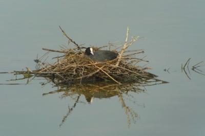Fulica atra