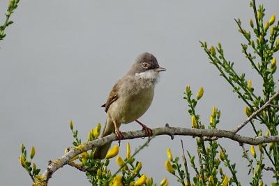 Sylvia communis