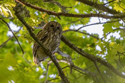 Strix aluco