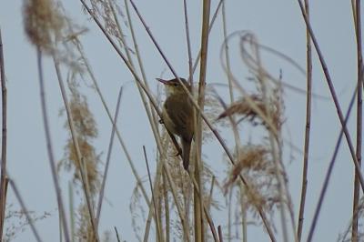 Acrocephalus scirpaceus